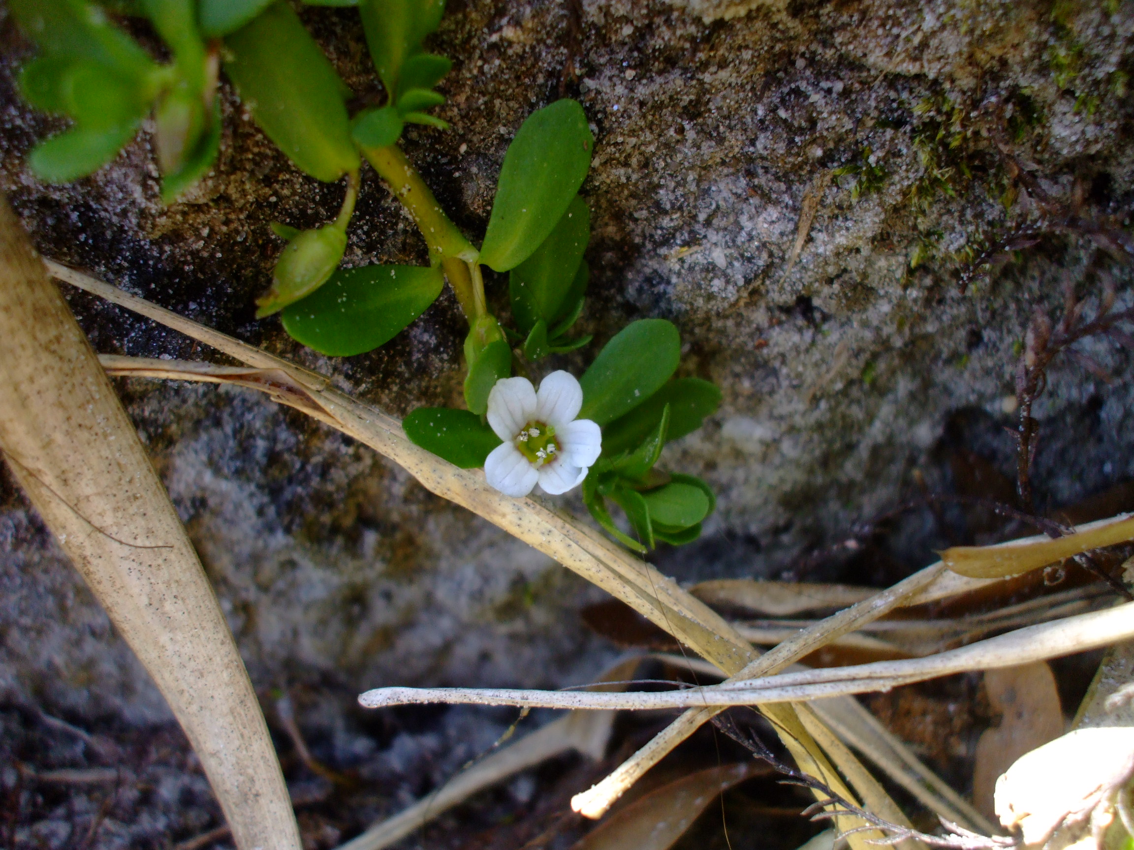Bacopa monnieri